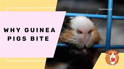 Guinea Pig Sounds and Body Language - Cavy Love