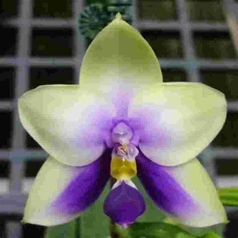 Phalaenopsis bellina var. coerulea sp. – EXOTICA ORCHIDS