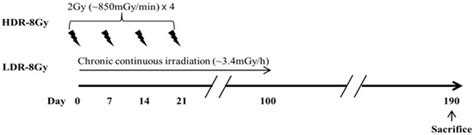 Differential Effects of Low and High Radiation Dose Rates on Mouse ...