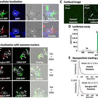 Cell Fluorescence 的图像结果