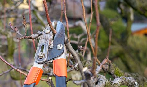 Image result for Plum Tree Pruning