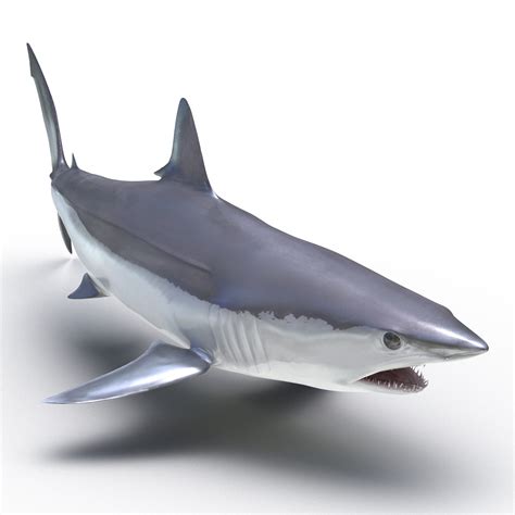 3D Shortfin Mako Shark Pose 2 | 3D Molier International