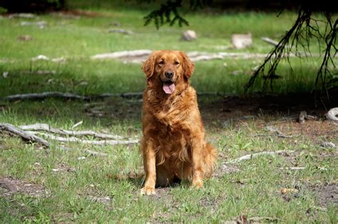 Field Golden Retriever