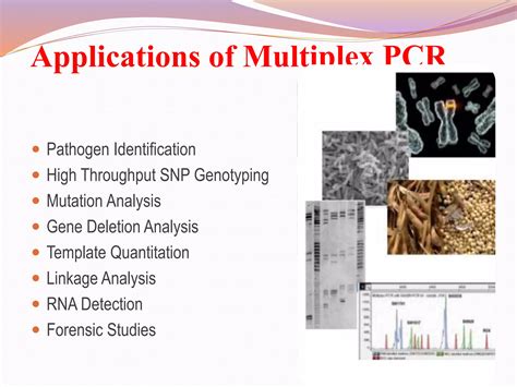 Image result for Multiplex PCR Primer Design