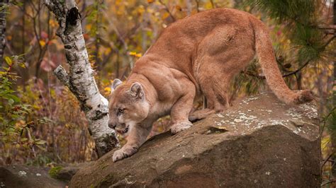 Wolf V Cougar