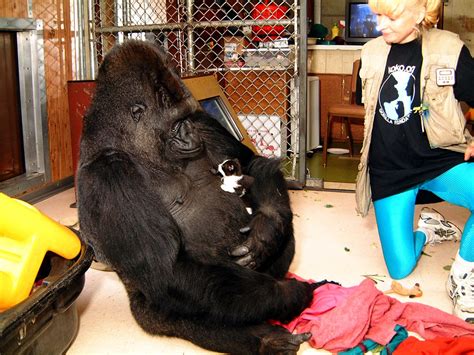 Koko the gorilla dies in Woodside