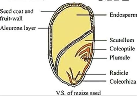 draw the neat labelled diagram of structure of a maize seed - Brainly.in