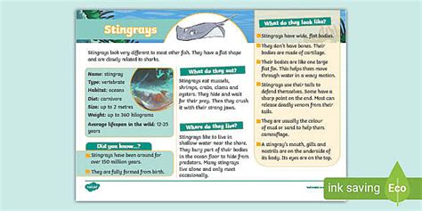Stingray Fact File - Twinkl