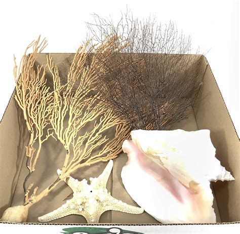 Image result for Large Conch Shell