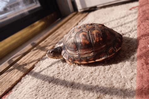 Image result for How Turtle Shells Grow