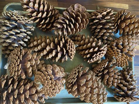 DIY Cinnamon-Scented Pine Cones - The Kitchen Garten
