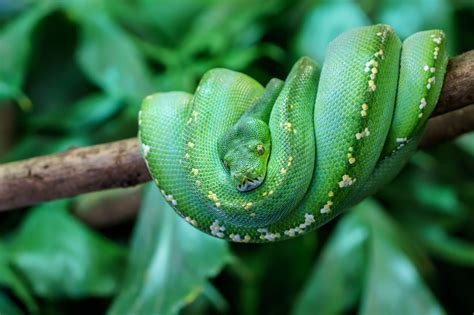 Green Tree Python Teeth 的图像结果