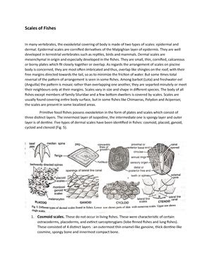 Life cycle of Urochordata - Urochordata ( Doliolum and Salpa,) Doliolum ...