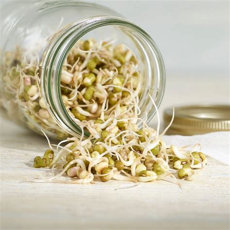 Bean Sprouts Family Days at Mark Cox blog