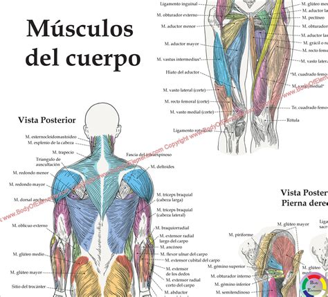 Spanish Muscle Anatomy Poster Anterior Posterior Deep Layers 24 X 36 ...