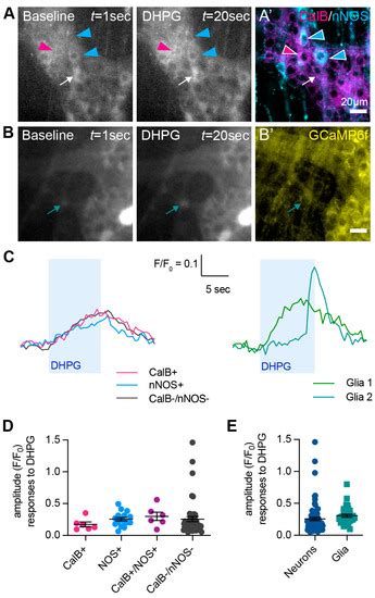 Group I Metabotropic Glutamate Receptors Modulate Motility and Enteric ...