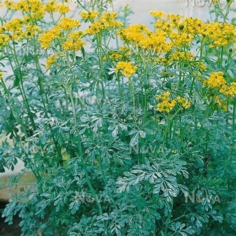 Ruta Graveolens Plant (Nagathali Plant) (நாகதாளி செடி) – MyOwnGarden®