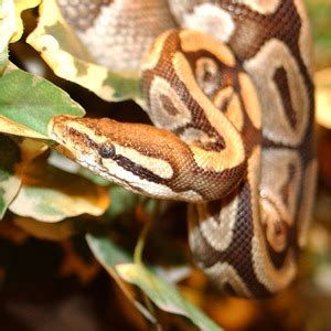Python-Matplotlib Compare 2 Lines 的图像结果