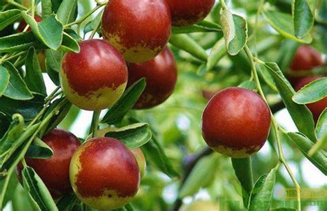 枣树什么时间移栽最好?枣树种植有哪些注意事项-种植技术-中国花木网