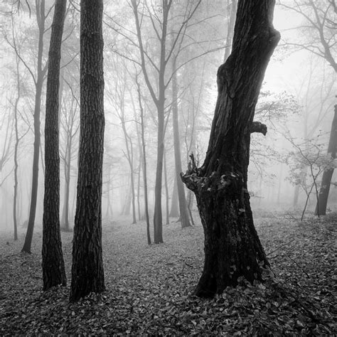 Dark Forest - Posters by Ivan Spirko | Buy Posters, Frames, Canvas ...