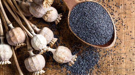 Poppy Seed Drug Screen