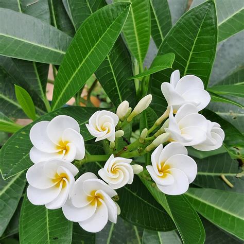 CHERAI BEACH RESIDENCY (Kerala) - Hotel Reviews, Photos, Rate ...