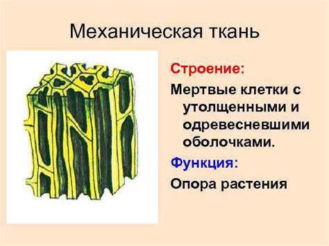 Ткани растений Урок биологии 6 класс Проверка