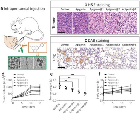 Image result for Intraperitoneal Inoculation Mouse