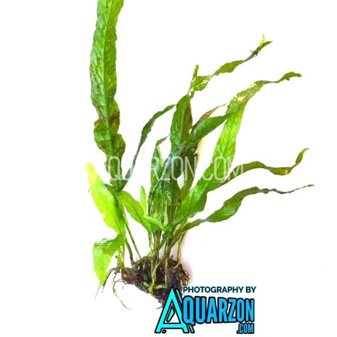Java Fern Small Leaves at Tip 的图像结果