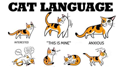 Image result for Cat Language