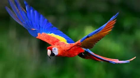 Parrot Fever in Europe: Deadly Parrot Fever Hits Europe; Five Dead ...