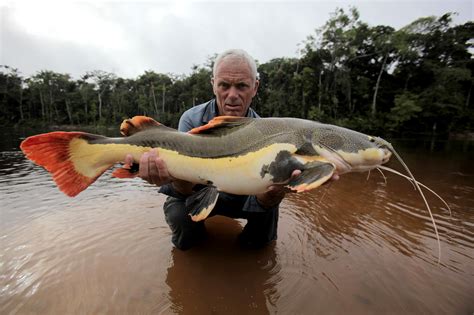 Top 10 Most Dangerous Animals In The Amazon River at Tiffany Bone blog