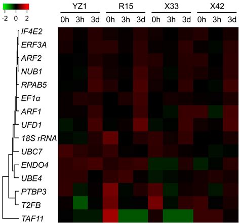 Screening the Reference Genes for Quantitative Gene Expression by RT ...