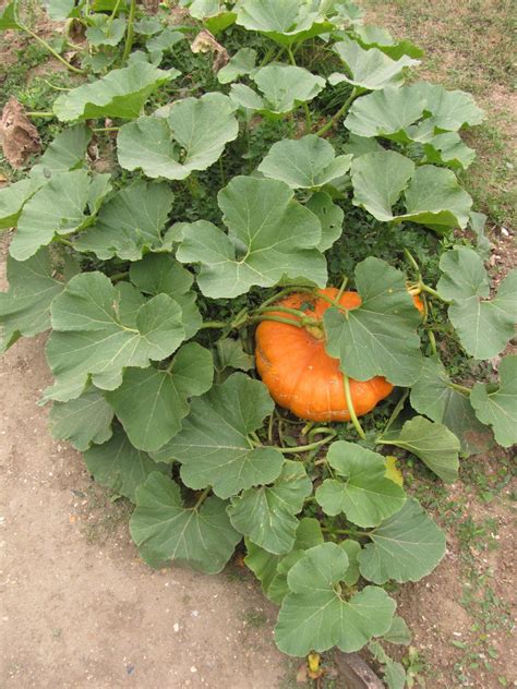 Pumpkin, squash, gourd and other Cucurbita species | Feedipedia