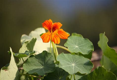 Nasturtium: A Versatile and Edible Garden Delight | Planting, Caring ...