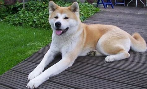 Seltene Filmaufnahmen zeigen Japans Akita Inu vor 60 Jahren mit anderem ...