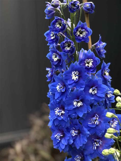 25+ blue delphinium varieties 💙 🌿 Grow and care for this vibrant ...