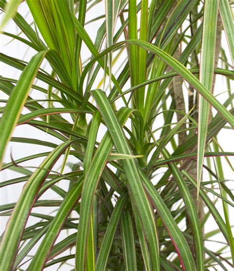 Dracaena Marginata Weeds Year Of The Dragon Tree: How To Care For A