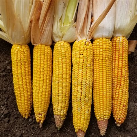 How Much Does a Bushel of Ear Corn Weigh