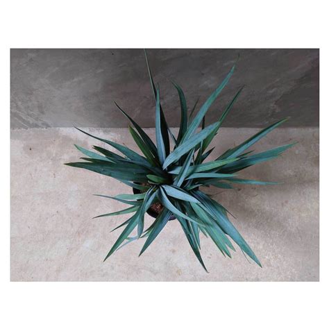 Dianella revoluta 'Blue Stream' | Seeding