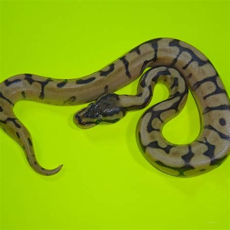 Image result for Ghost Spider Ball Python