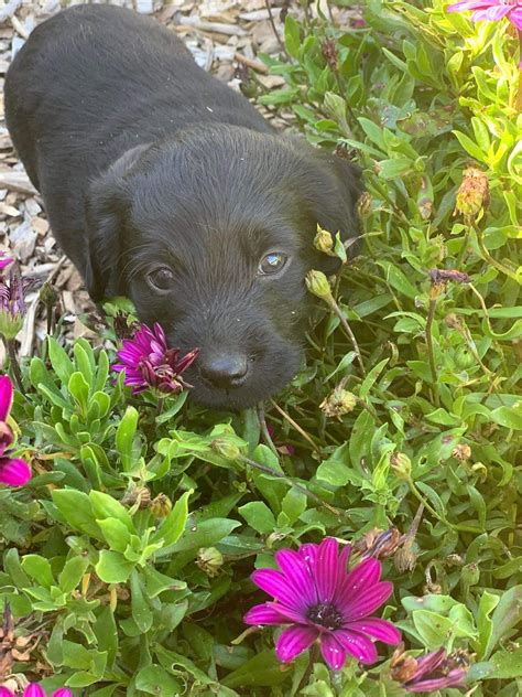 Image result for Labradoodle