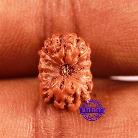 13 Mukhi Indonesian Rudraksha - Bead No 241 – Rudra and Sons