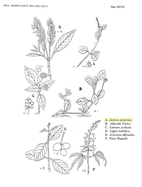 Herbarium JCB
