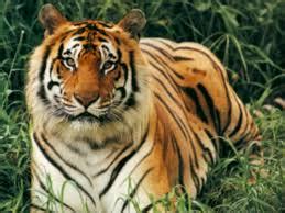Jasrota Wildlife Sanctuary, Attractions in Jasrota Wildlife Jammu