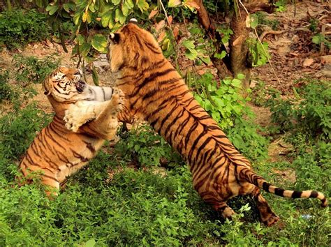 SHENZHEN WILD-LIFE ZOO (2026) All You Need to Know BEFORE You Go (with ...