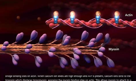 Muscle Contraction Process 的图像结果