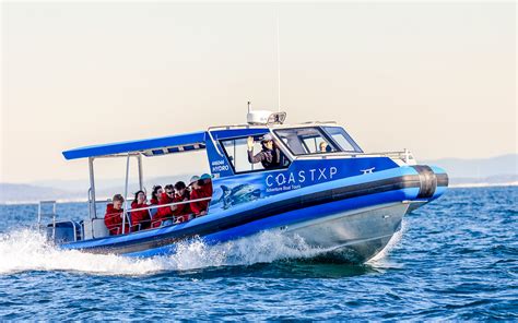 Lake Macquarie Whale Watching Eco Cruise, Newcastle Tickets in ...