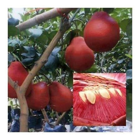 Online plant bazar Red Jambura Pomelo Gaint Chakotra Batabi Lebu Fruit ...