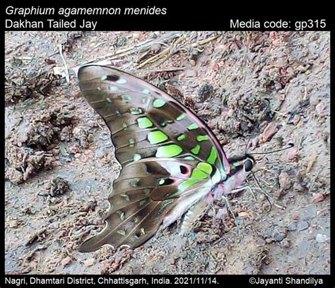 Graphium agamemnon (Linnaeus, 1758) - Tailed Jay | Butterfly